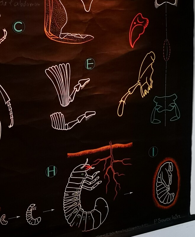 Affiche ancienne pédagogique