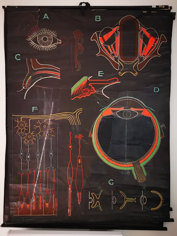 Affiche Auzoux L'oeil