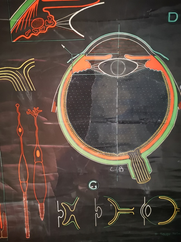 Affiche Auzoux L'oeil