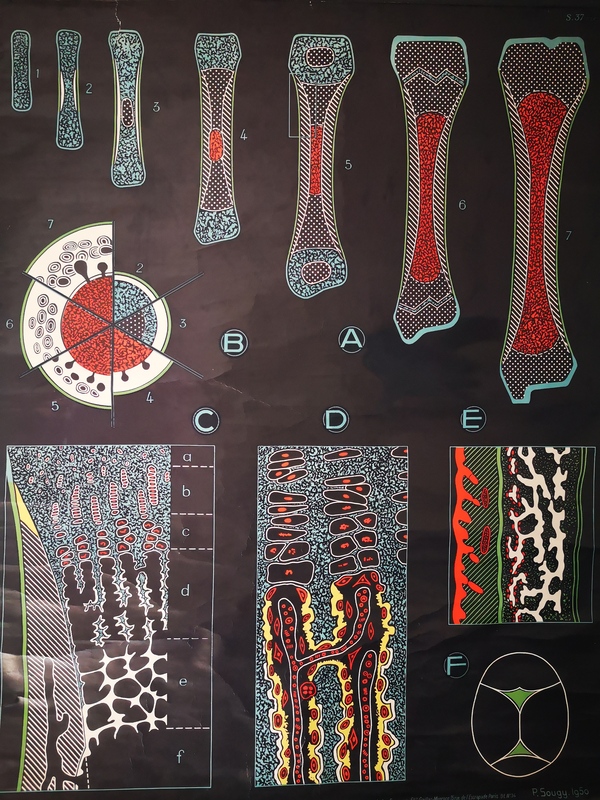 Affiche Auzoux l'ossification