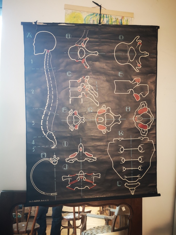 Affiche Auzoux les vertèbres