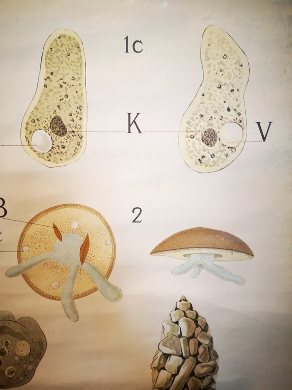 Affiche entoilée années 50