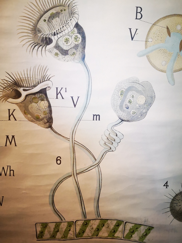 Affiche entoilée années 50