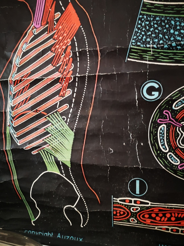 Affiche entoilée années 50 - le système respiratoire