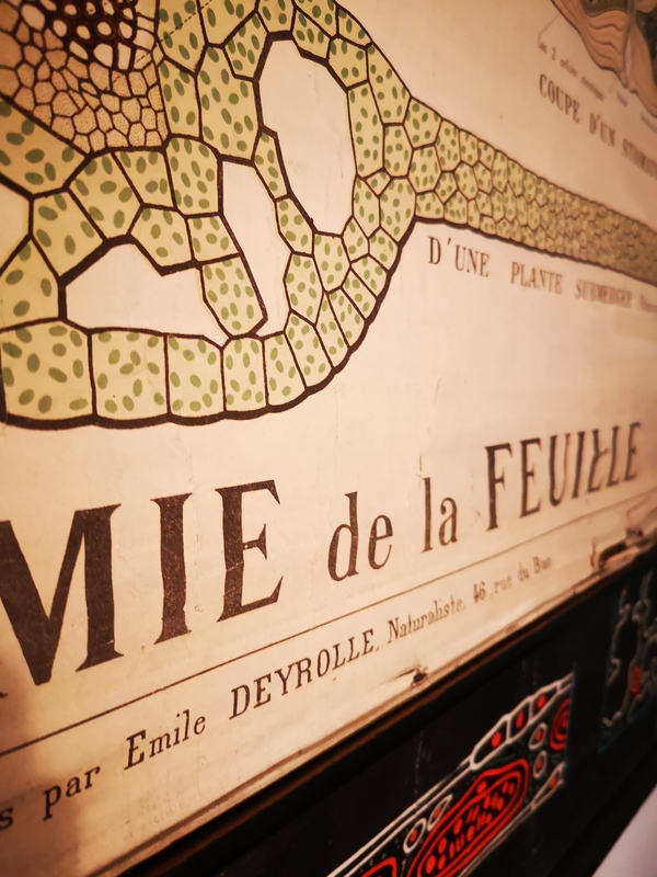 Affiche entoilée Deyrolles XIXe