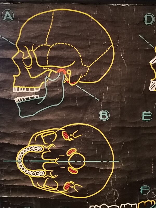 Affiche scolaire Dr Auzoux - Paul Sougy