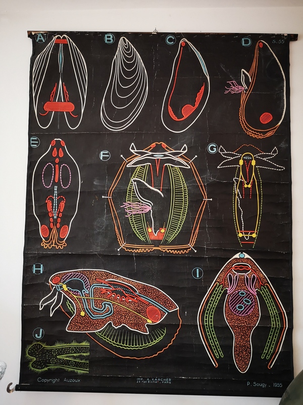 Affiche scolaire Dr Auzoux - Paul Sougy