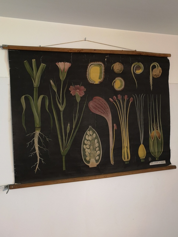 Anciennes affiches scolaires entoilées