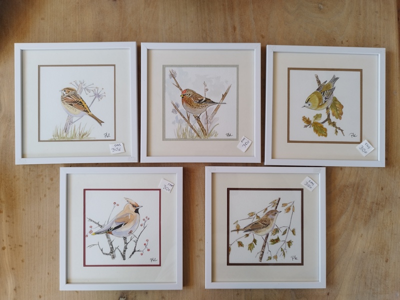 Aquarelles naturalistes oiseaux des jardins