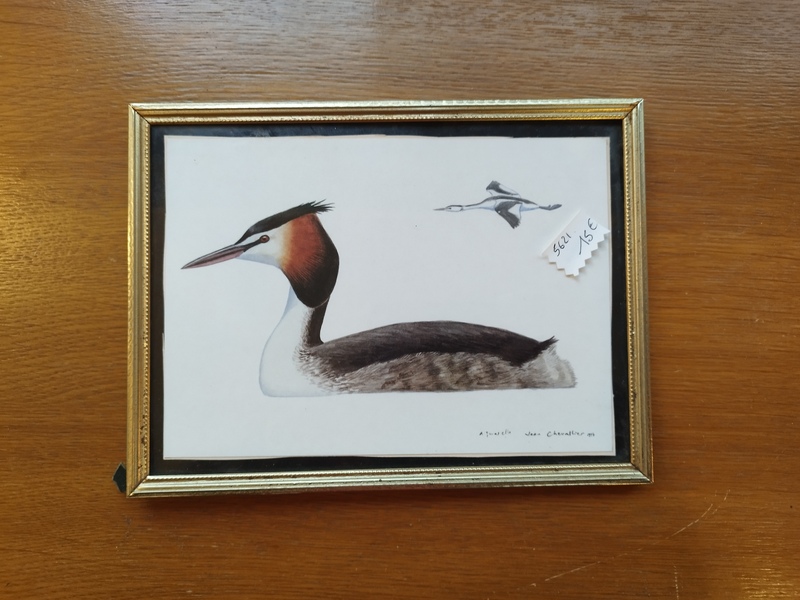 Cadre naturaliste oiseau 