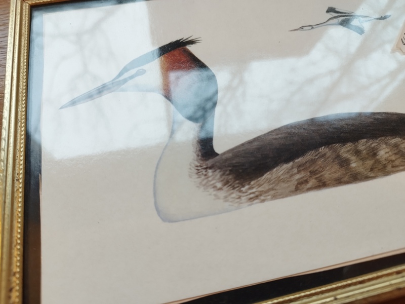 Cadre naturaliste oiseau 