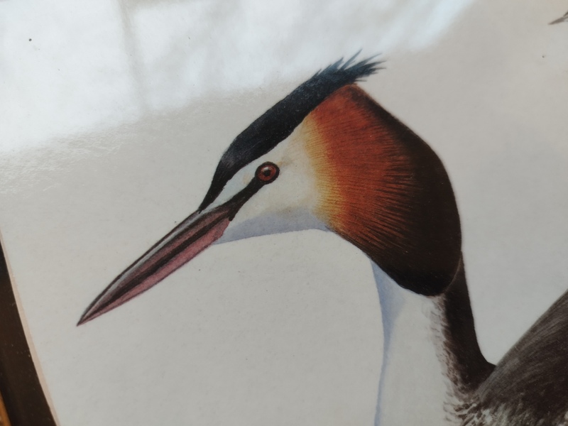 Cadre naturaliste oiseau 