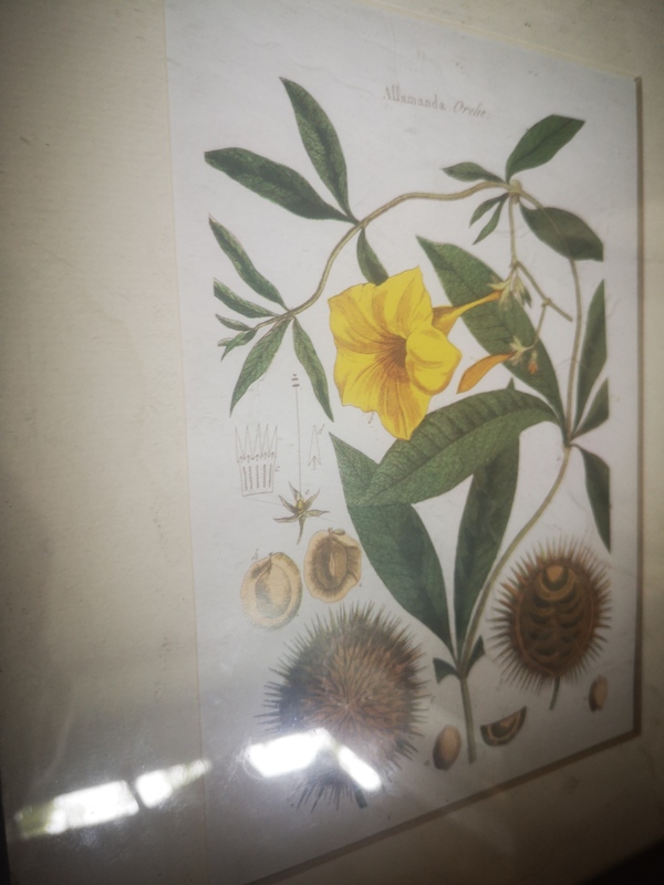 cadre vintage gravure plante