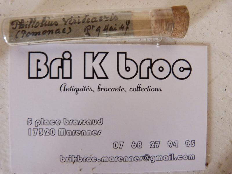 Collection entomologique des années 40 