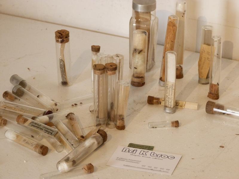 Collection entomologique des années 40 