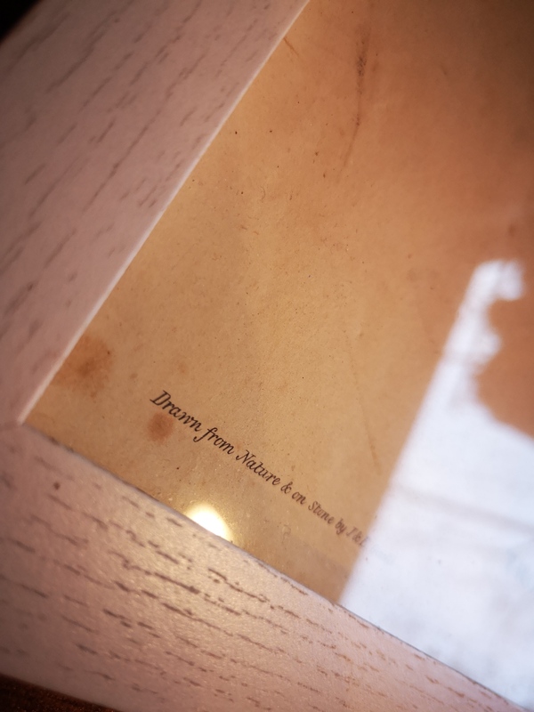 Lithographie drawn by Gould printed by Hullmandel