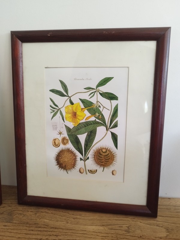 lot de quatre cadres vintage fleurs gravure