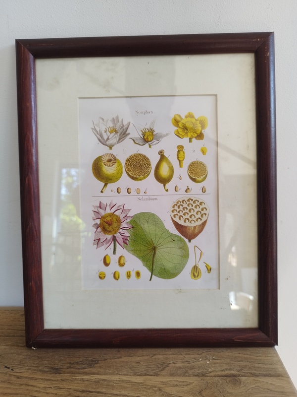 lot de quatre cadres vintage fleurs gravure