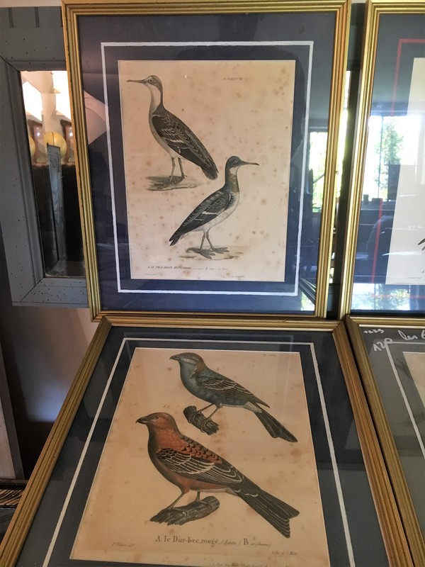 LOT Lithographies anciennes ornithologie