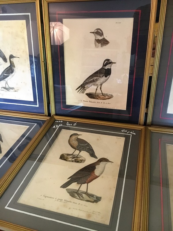 LOT Lithographies anciennes ornithologie
