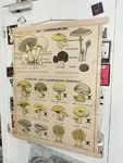 Affiche scolaire ancienne champignons