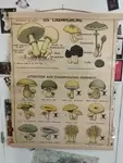 Affiche scolaire ancienne champignons