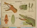 Affiche scolaire la poule et les reptiles 