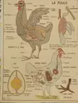 Affiche scolaire la poule et les reptiles 