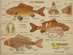 Affiche scolaire les abeilles / poissons 