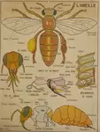 Affiche scolaire les abeilles / poissons 