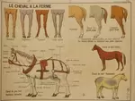 Affiche scolaire les vaches et les chevaux 