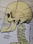 Affiche scolaire Rossignol le squelette