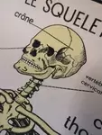 Affiche scolaire Rossignol le squelette