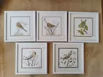 Aquarelles naturalistes oiseaux des jardins