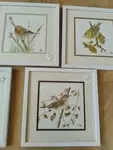 Aquarelles naturalistes oiseaux des jardins