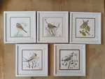 Aquarelles naturalistes oiseaux des jardins