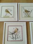 Aquarelles naturalistes oiseaux des jardins