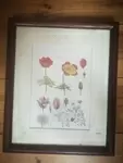 Cadre ancien gravure naturaliste Anémone