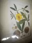cadre vintage gravure plante