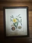 cadre vintage gravure plante