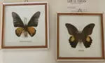 Collection de papillons 