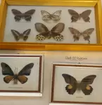 Collection de papillons 