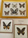 Collection de papillons 