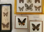 Collection de papillons 