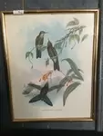 Lithographies ornithologie 