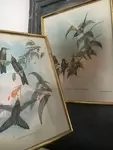 Lithographies ornithologie 