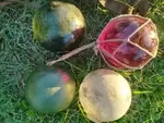 Lot de boules de filets en verre