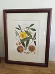 lot de quatre cadres vintage fleurs gravure