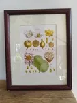 lot de quatre cadres vintage fleurs gravure