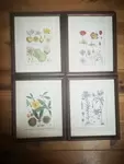 lot de quatre cadres vintage fleurs gravure
